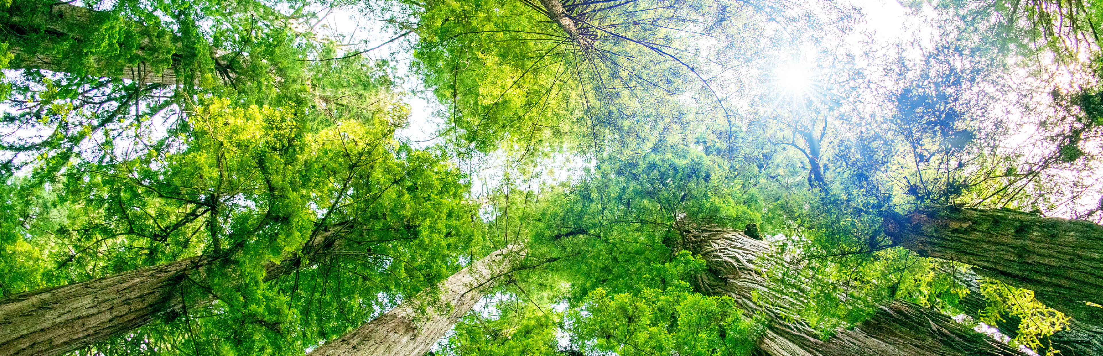 通过尖端生物质技术实现碳中和